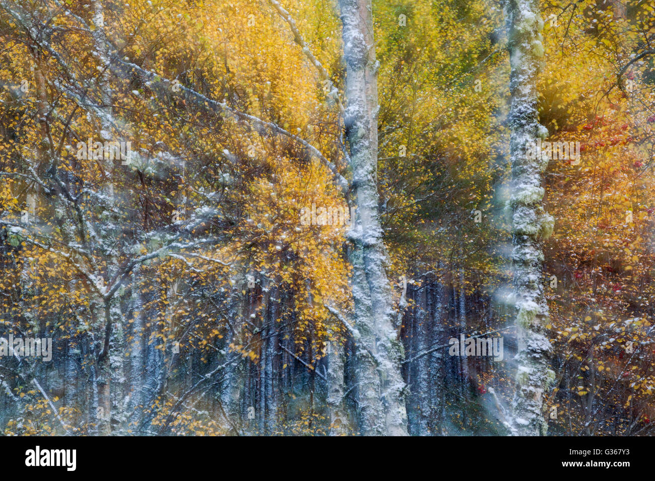 Silver Birch und Rowan Wälder, abstrakte zeigt Herbstfarben und Beeren Stockfoto