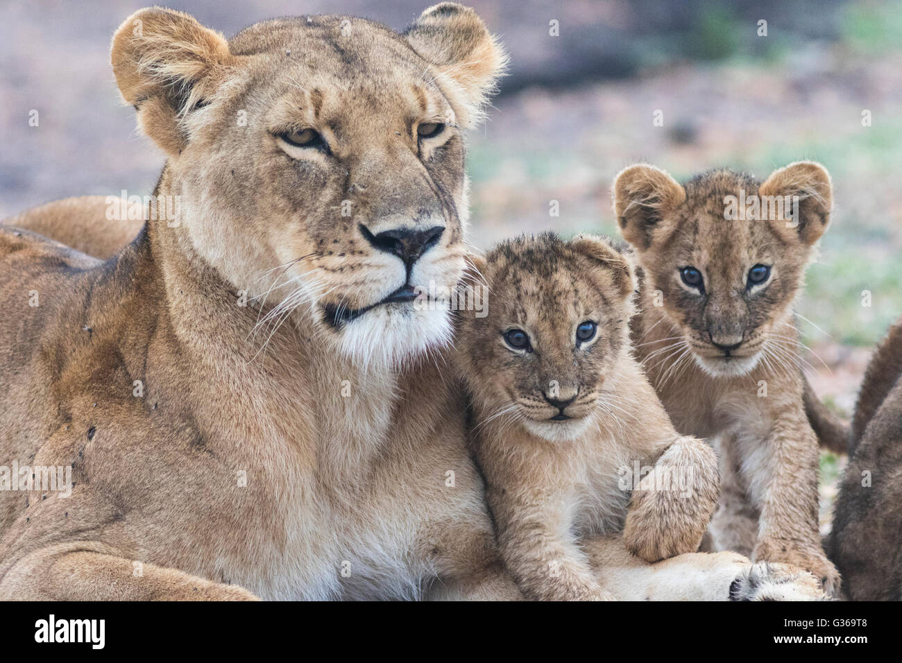 Löwin mit zwei jungen streicheln und zwei jungen suchen in nach der Kamera, Masai Mara, Kenia, Afrika Stockfoto