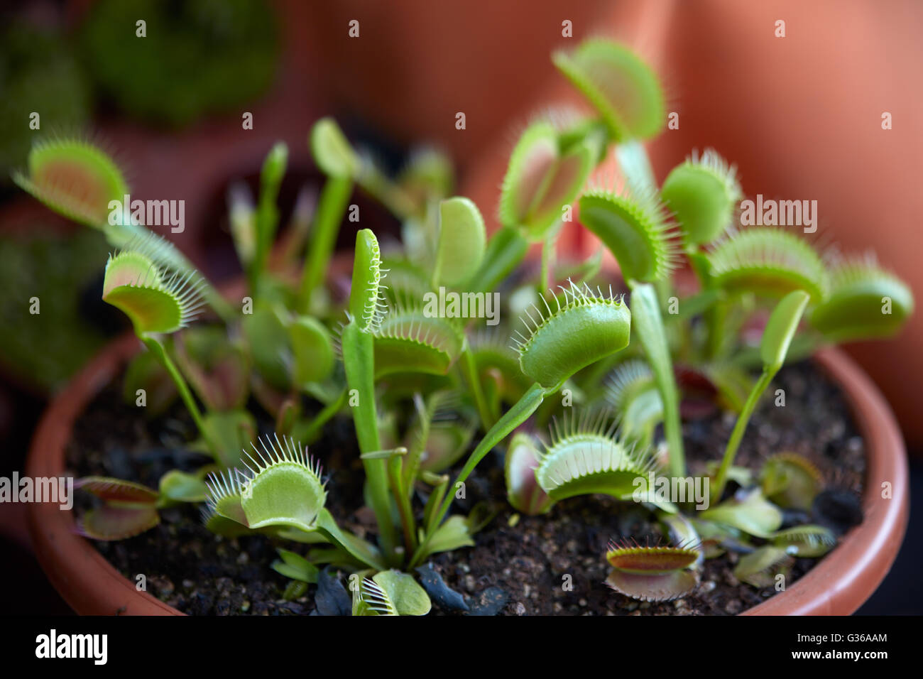 Venusfliegenfalle, fleischfressende Pflanze Dionaea in Topf Stockfoto