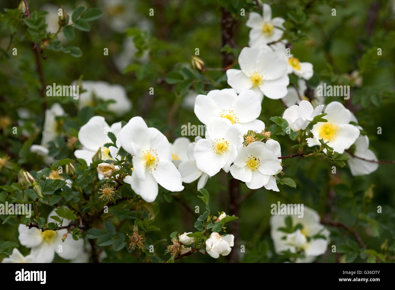 Rosa La 'Grandiflora' im Frühsommer. Stockfoto