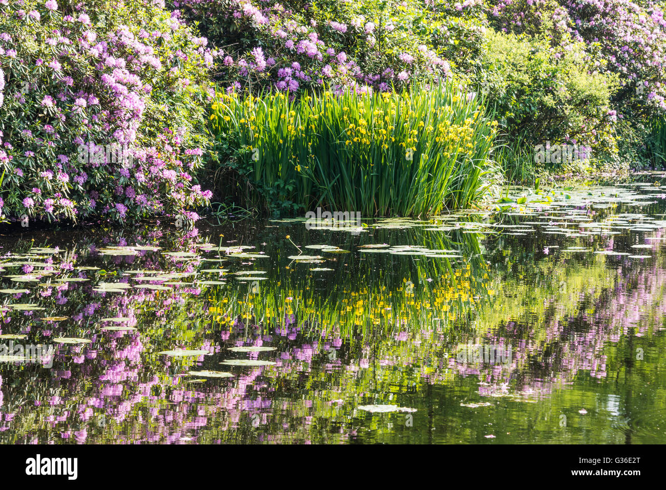 gelbe Iris und lila Rhododendron spiegeln sich im Wasser im Garten in den Niederlanden Stockfoto