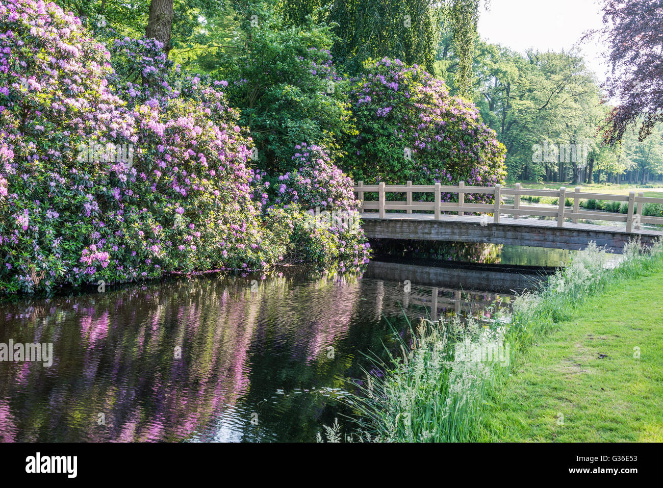 Rhododendren und Holzbrücke spiegeln sich im Wasser, im Naturschutzgebiet in der Nähe von Baarn in Holland Stockfoto
