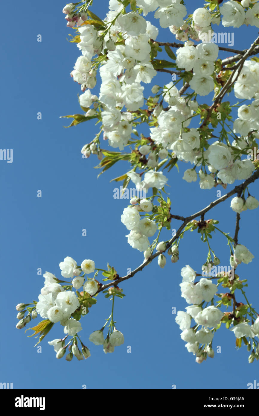 Eine große weiße Kirschbaum (Prunus Tai Haku) in voller Blüte an einem sonnigen Frühlingstag in den East Midlands in England UK Stockfoto