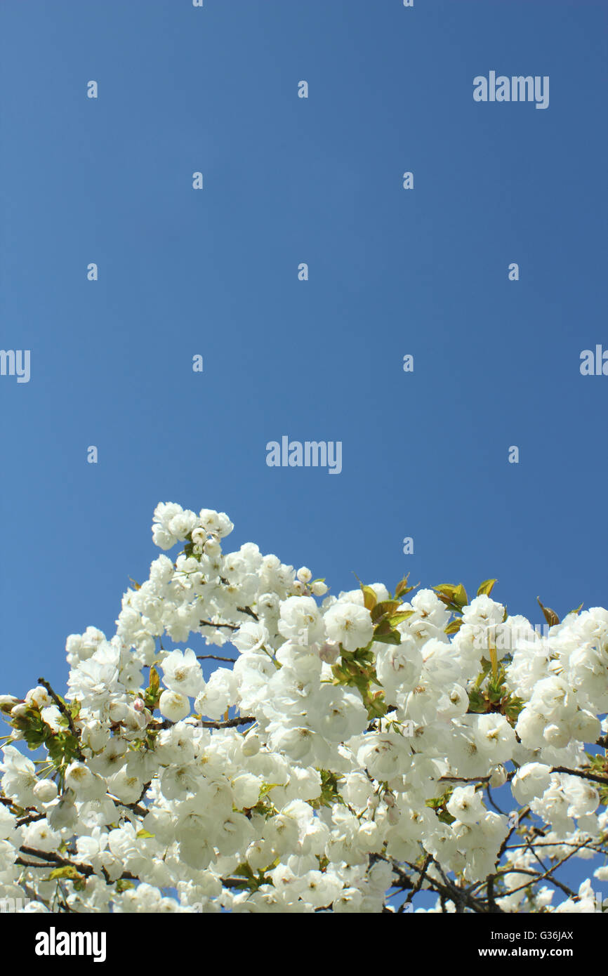 Eine große weiße Kirschbaum (Prunus Tai Haku) in voller Blüte an einem sonnigen Frühlingstag in den East Midlands in England UK Stockfoto