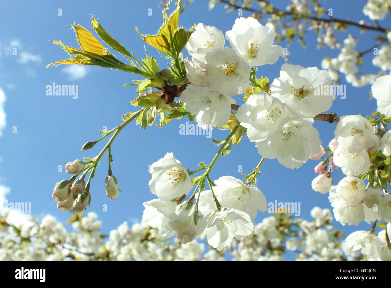 Die blühenden Blumen von einem großen weißen Kirschbaum (Prunus Tai Haku) an einem sonnigen Frühlingstag in den East Midlands in England UK Stockfoto