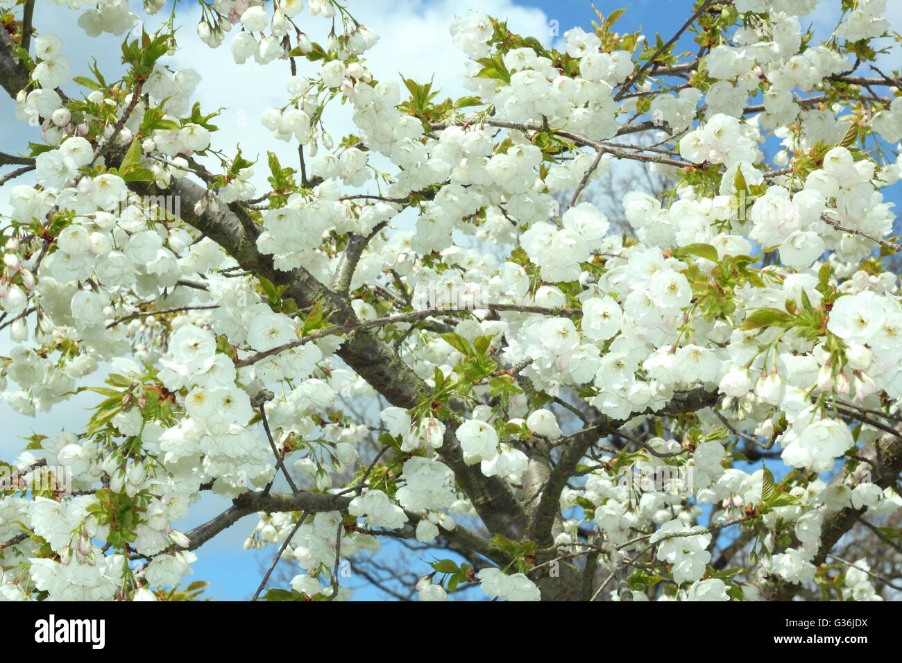 Die blühenden Blumen von einem großen weißen Kirschbaum (Prunus Tai Haku) an einem sonnigen Frühlingstag in den East Midlands in England UK Stockfoto