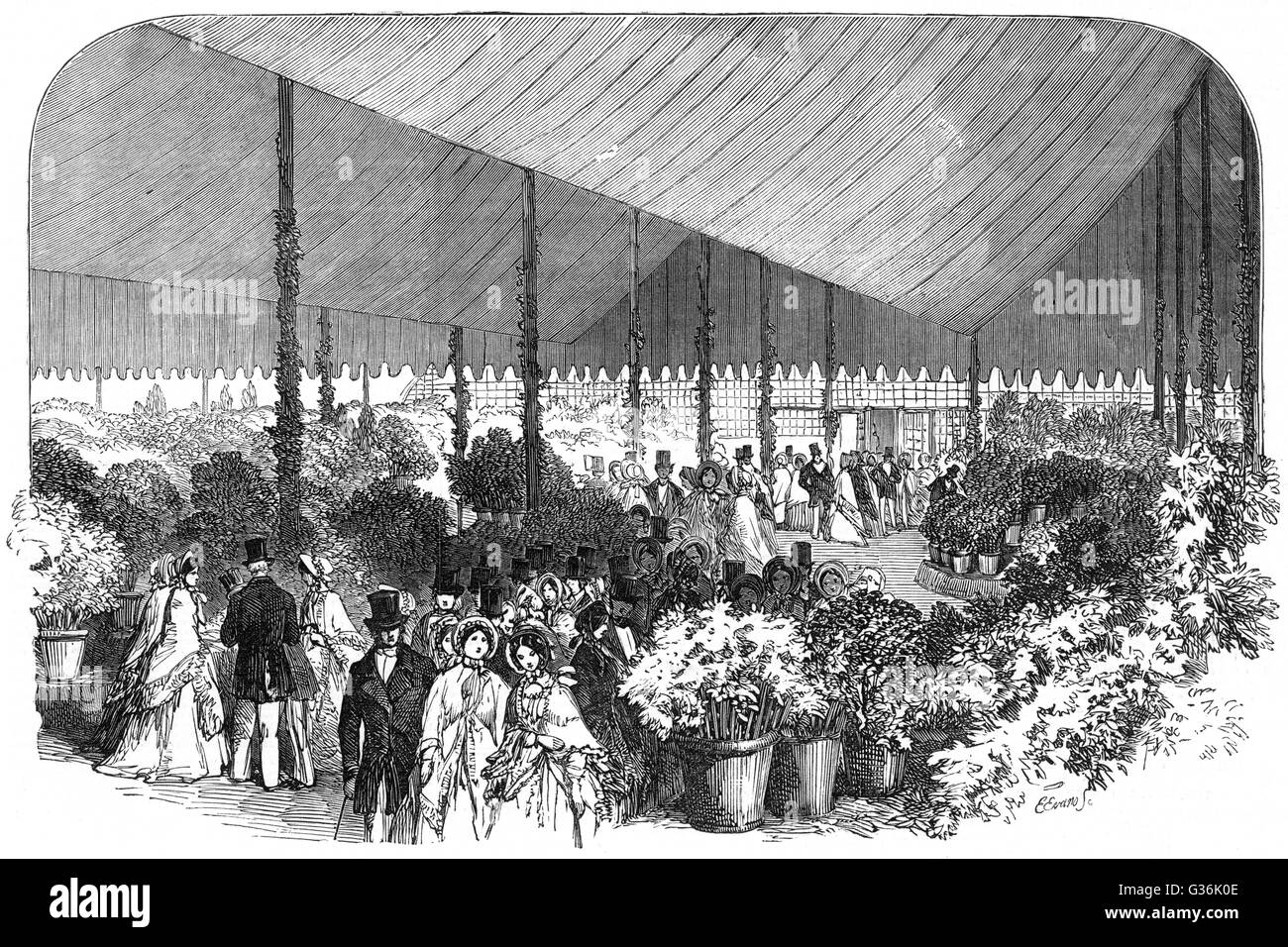 Ausstellung der Royal Botanic Society, Regents Park, London Stockfoto