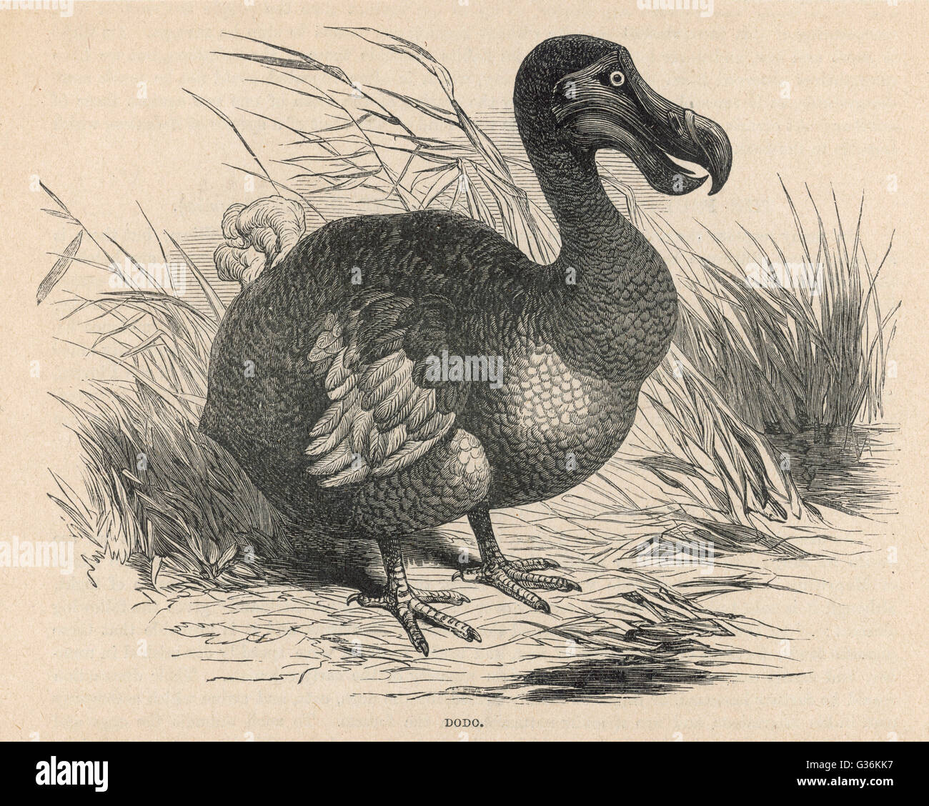 Dodo Ausgestorbene Vogel Stockfotografie Alamy
