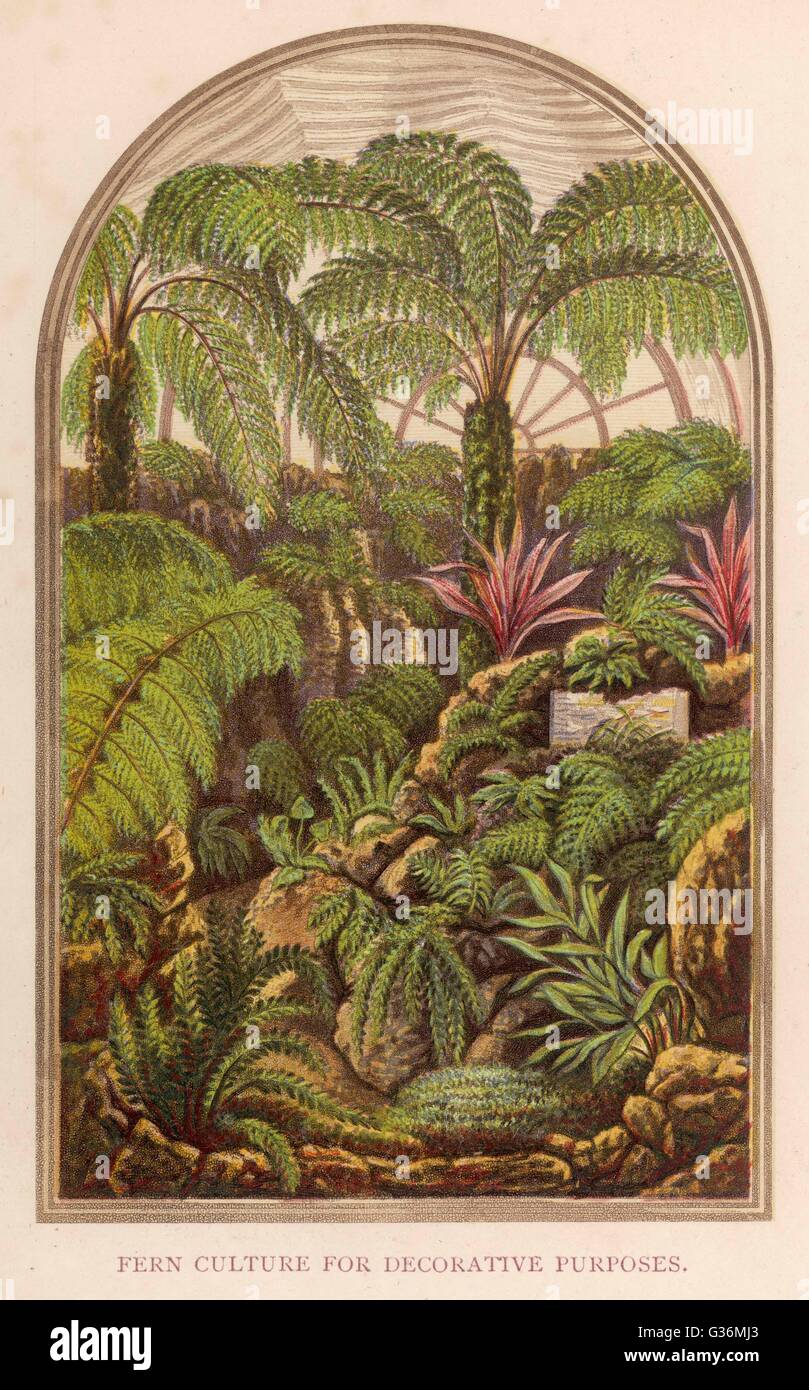 Farn-Kultur für dekorative Zwecke.        Datum: 1873 Stockfoto