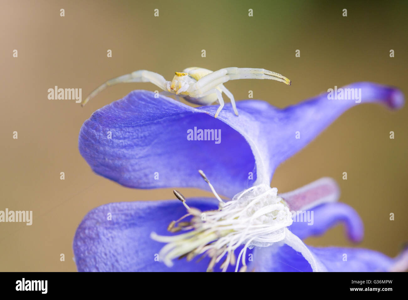 Nahaufnahme einer Misumena Vatia oder Krabbenspinne, Hinterhalt Jagd auf einer Blume. Stockfoto