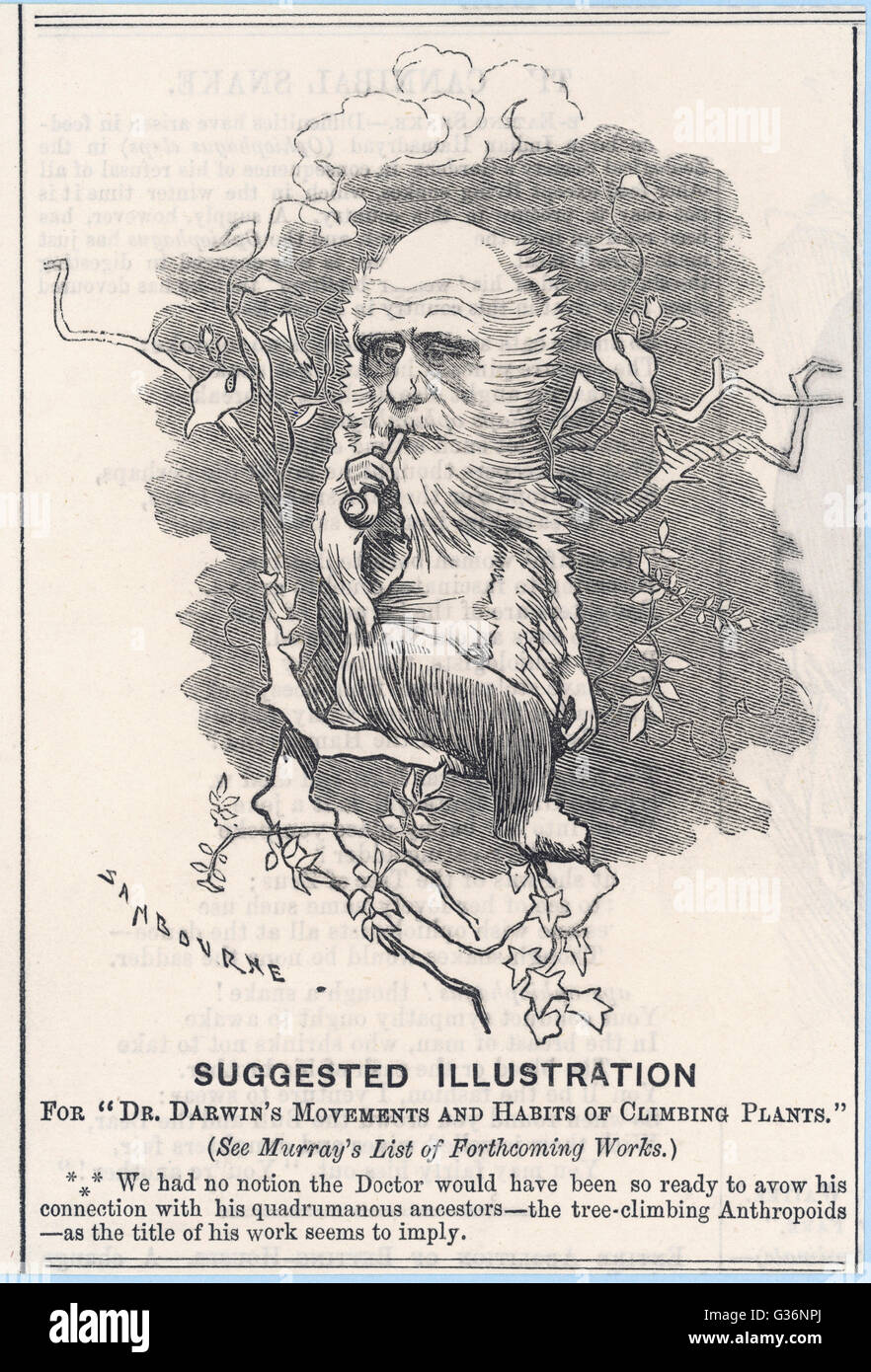 Cartoon, Charles Darwin als anthropoider Baumpfleger Stockfoto