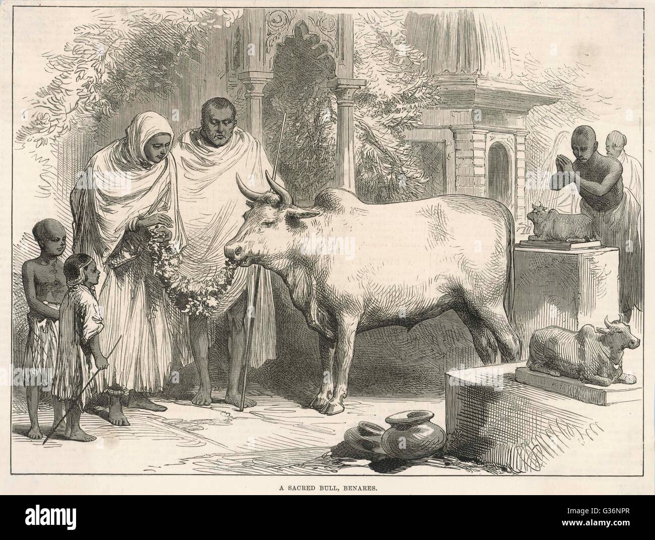 Ein heiliger Stier in Benares, Indien, isst ein grünen Angebot.  In der Hindu-Religion sind alle Rinder heilig.        Datum: 1876 Stockfoto