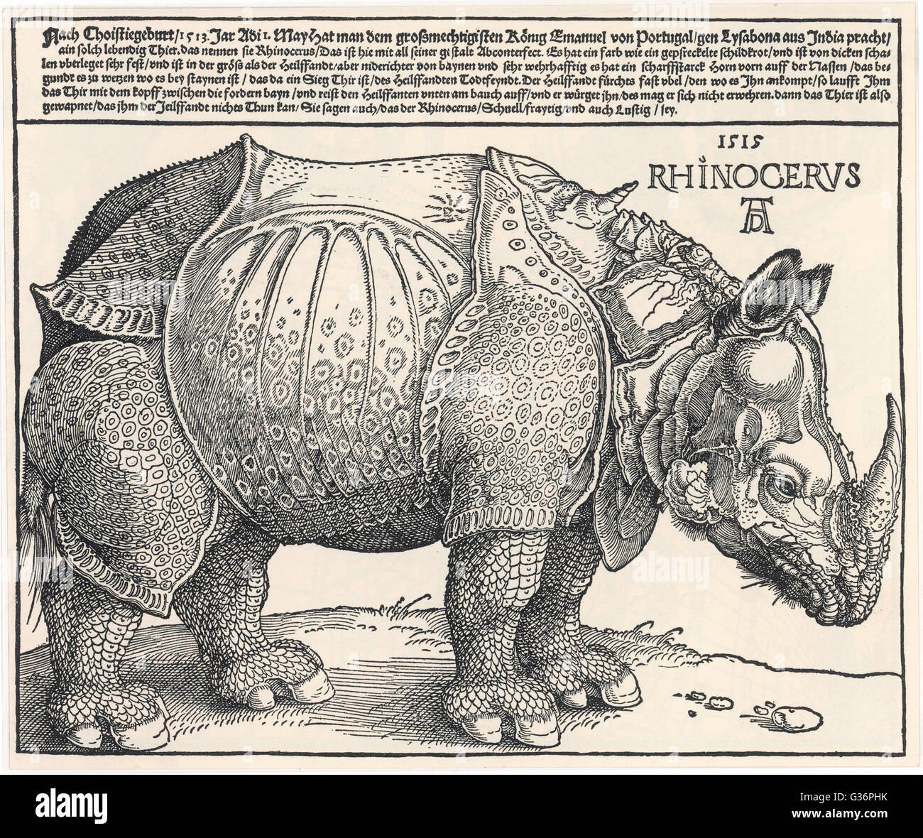 Ein Panzernashorn ist die größte der asiatischen Arten, wie von Albrecht Dürer dargestellt.   Es hat eine dicke, dunkle grau verstecken, welche Falten wie Rüstung.  Durer basiert, seinem berühmten Bild auf eine schriftliche Beschreibung und eine grobe Skizze, so dass seine Version etwas inac Stockfoto