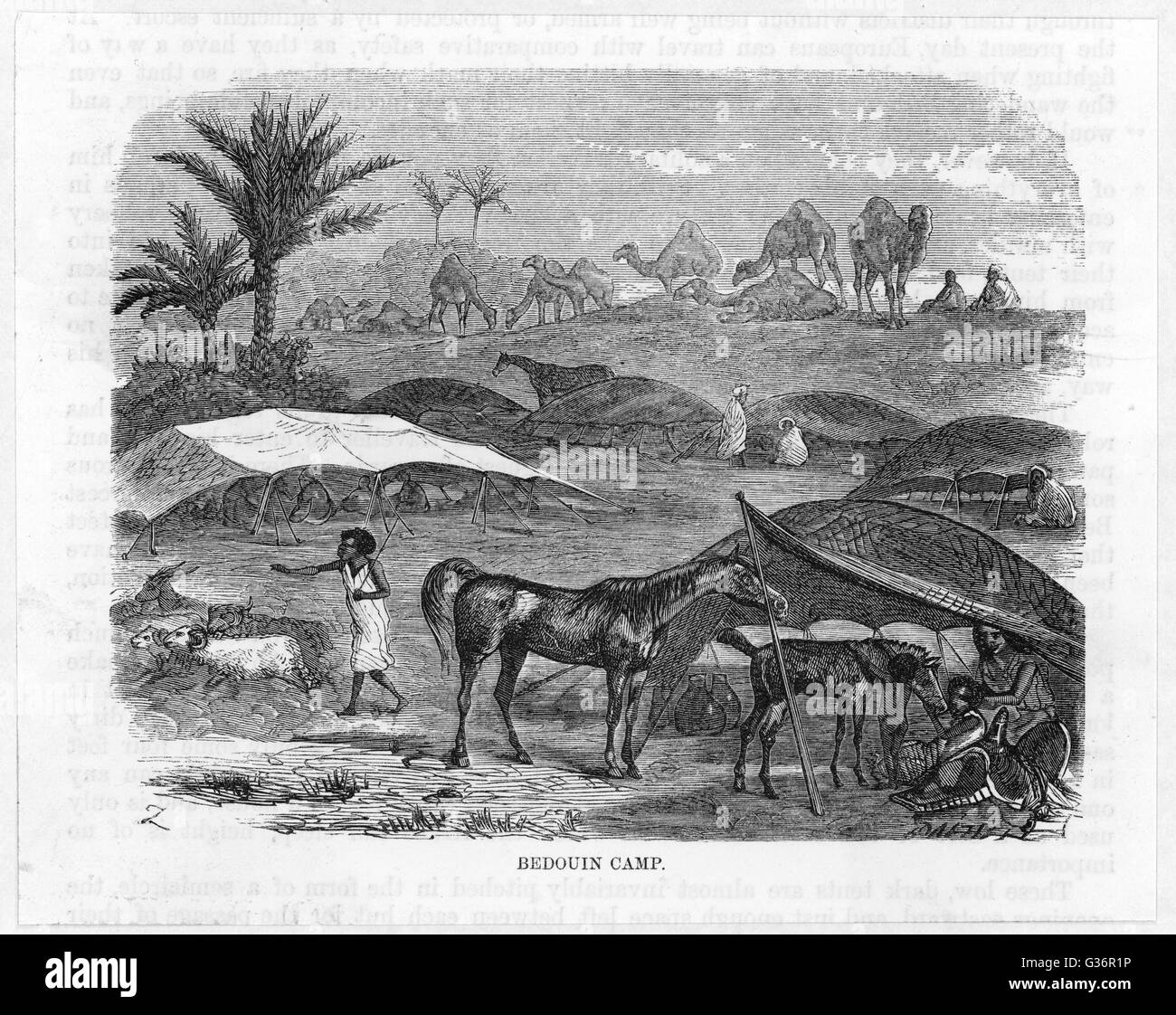 Ein Beduinen-Camp in der Wüste mit eher vorsichtig Vieh.      Datum: um 1860 Stockfoto