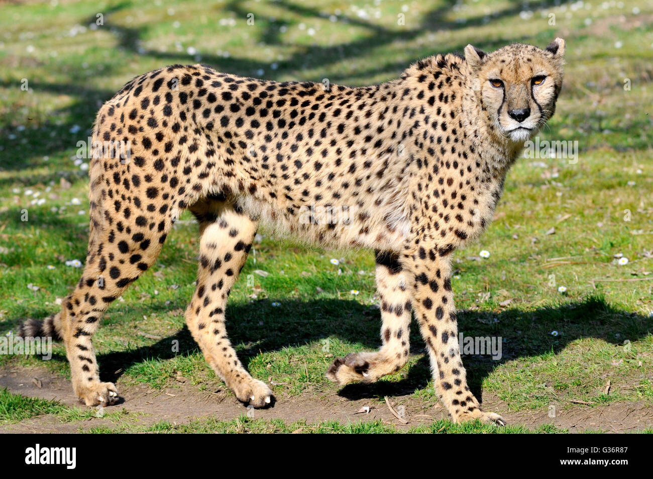 Nahaufnahme der afrikanischen Cheetah (Acinonyx Jubatus) zu Fuß auf dem Rasen Stockfoto