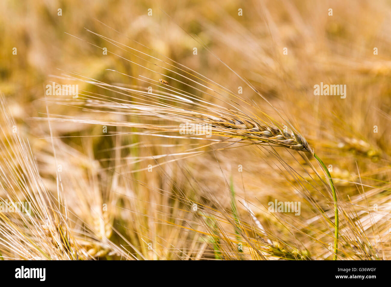 Weizenernte mit einem Fehler darauf in ein Feld. Goldene Ähren hautnah. Stockfoto