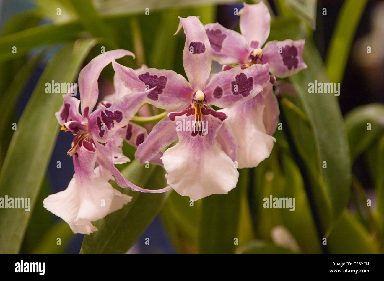 Orchidee, Beallara Peggy Ruth Carpenter, "Morgen Freude", Aliceara, Stockfoto