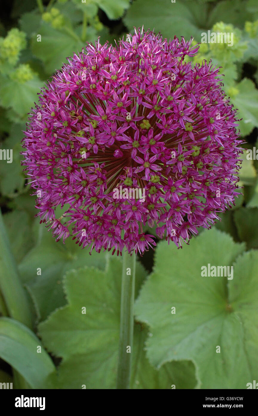 Allium Hollandica lila Pracht, ornamentale Zwiebel, Stockfoto
