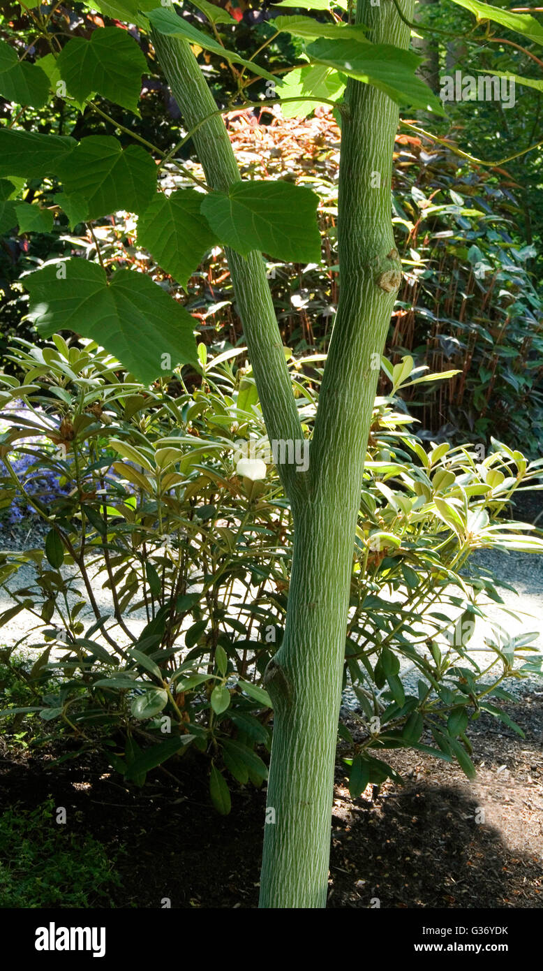 Acer Tegmentosum, weiße Tigerin, mandschurischen Stripebark Ahorn Stockfoto