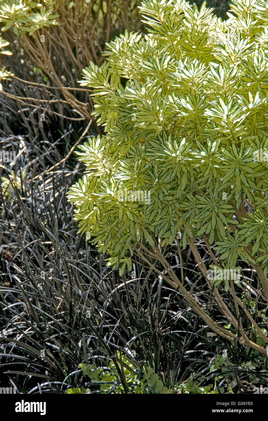 Daphne Briggs Moonlight, Strauch, schwarze Liriope, Ophiopogon, Stockfoto