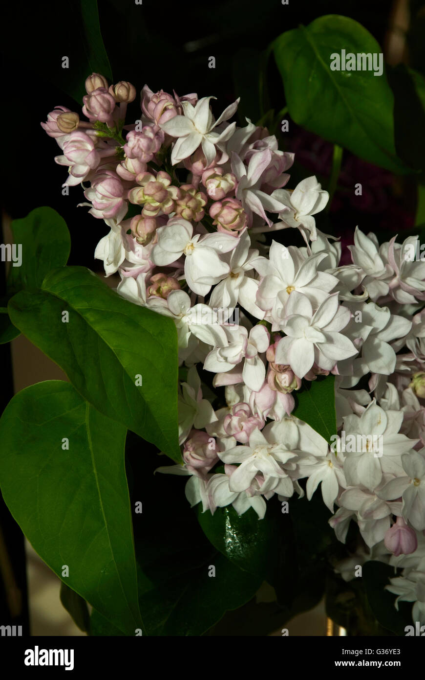 Syringa Vulgaris "Krasavitsa Moskvy" Schönheit von Moskau Flieder Stockfoto