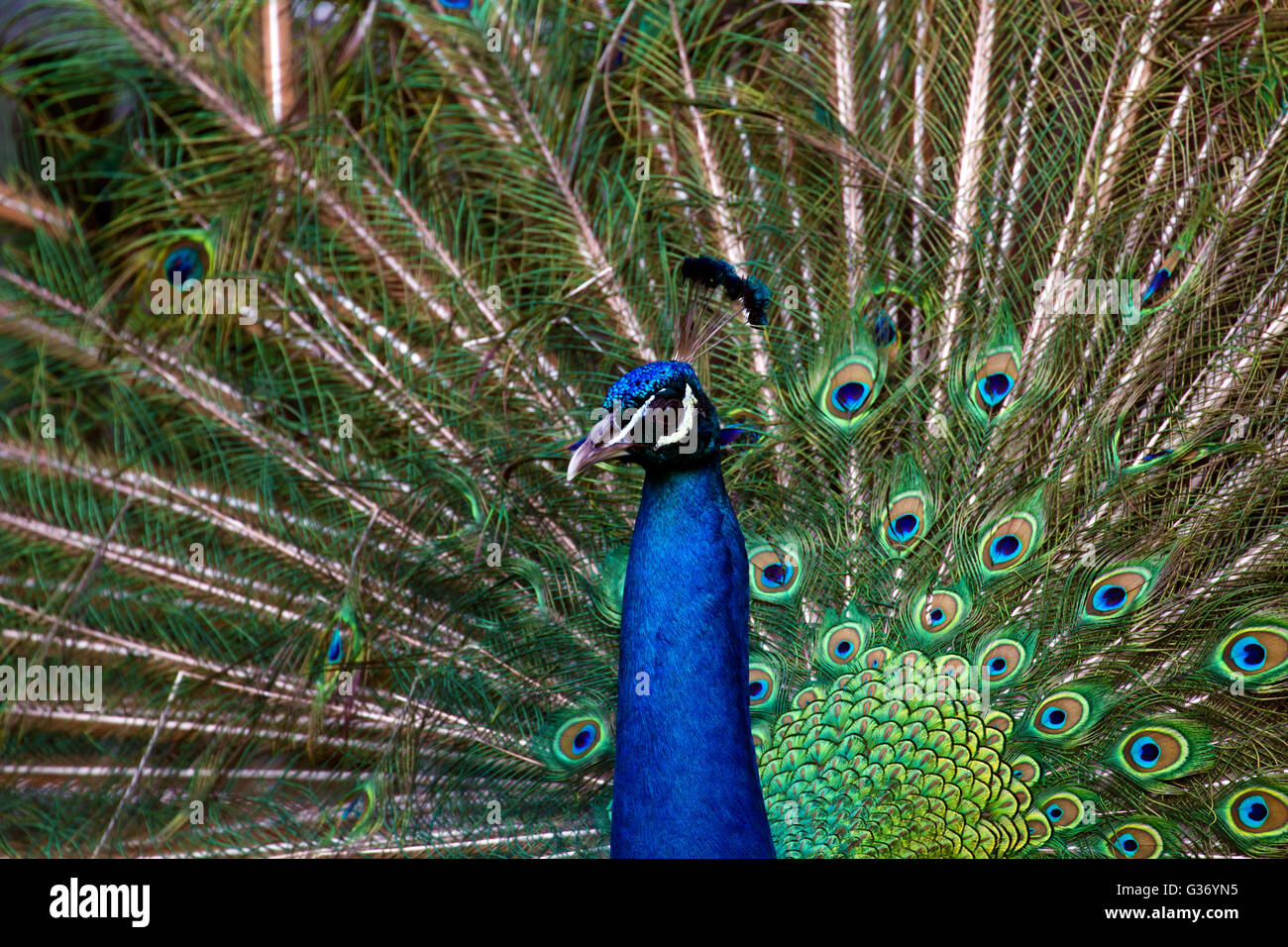 Blauer Pfau mit einer schönen Krone Bürsten zeigt seinen Schweif. Indischen Pfauen (Pavo Cristatus) zeigt seine Färbung Stockfoto