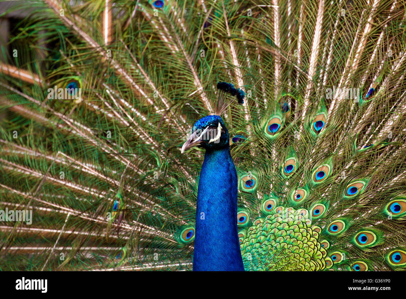Blauer Pfau mit einer schönen Krone Bürsten zeigt seinen Schweif. Indischen Pfauen (Pavo Cristatus) zeigt seine Färbung Stockfoto