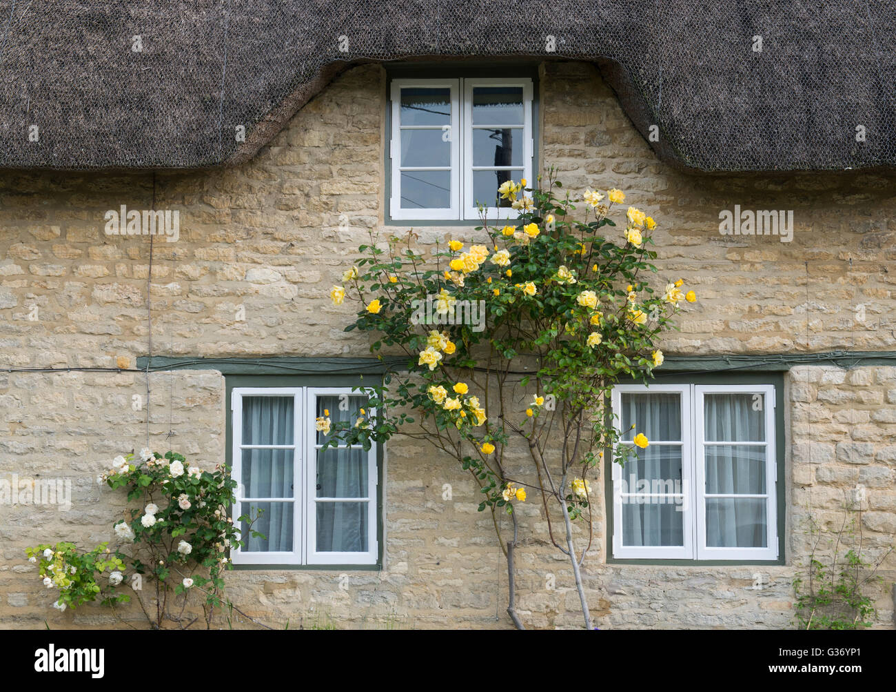 Gelbe Rosen auf der Vorderseite eine strohgedeckte Hütte. Minster Lovell, Oxfordshire, England Stockfoto