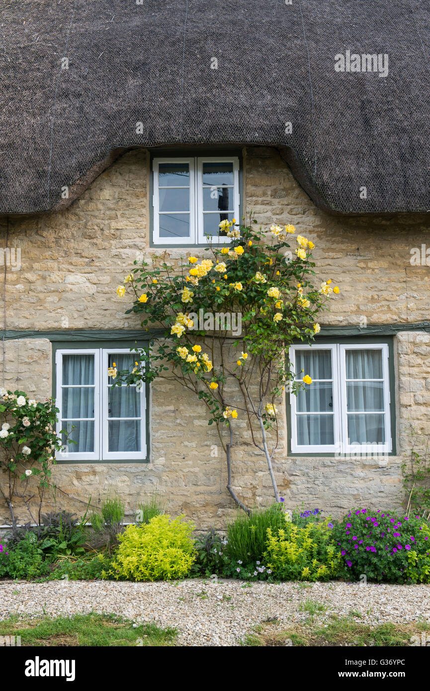 Gelbe Rosen auf der Vorderseite eine strohgedeckte Hütte. Minster Lovell, Oxfordshire, England Stockfoto