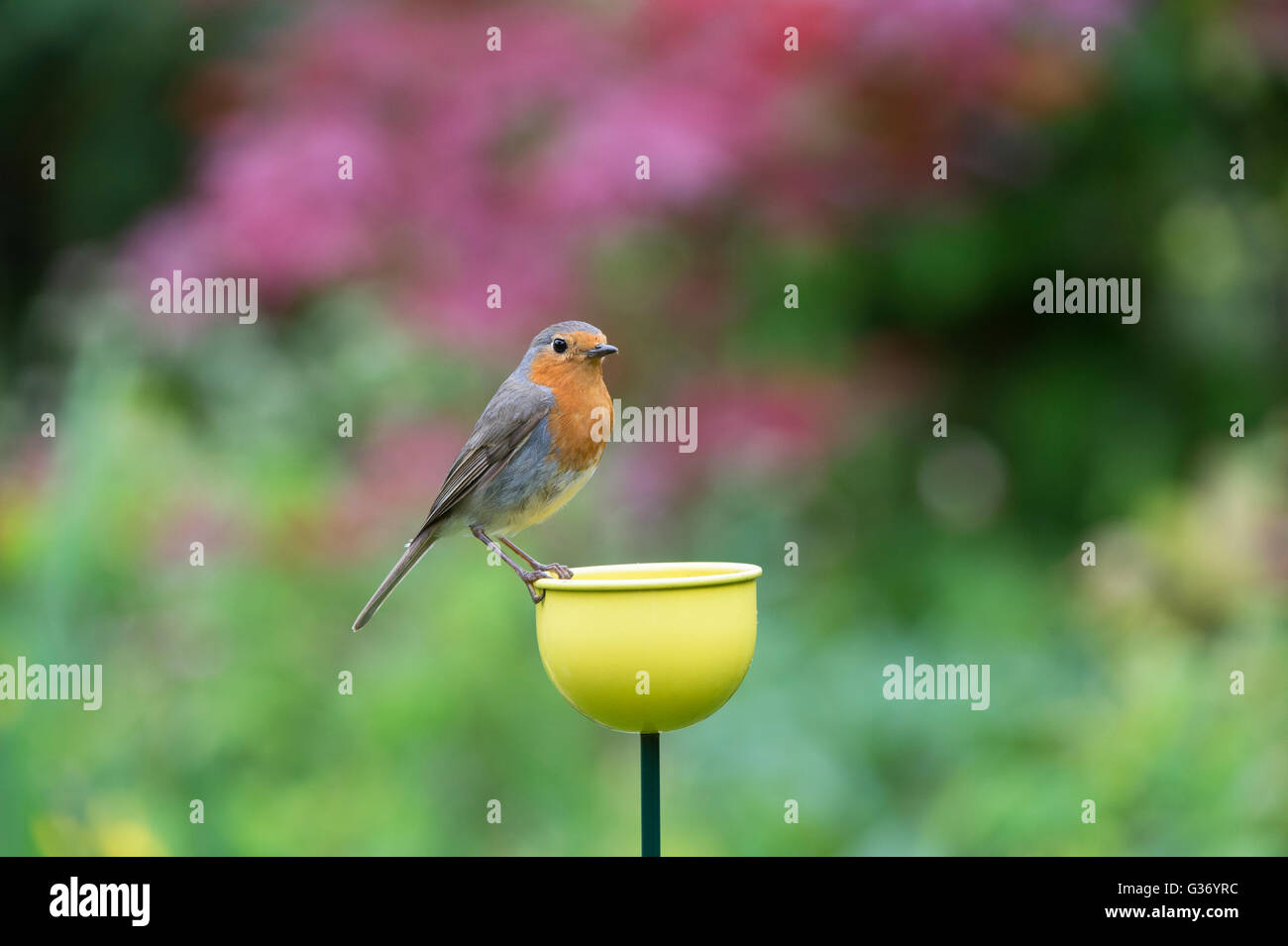 Erithacus Rubecula. Robin steht auf einer Farbe Tassen Vogelhäuschen in einen englischen Garten Stockfoto
