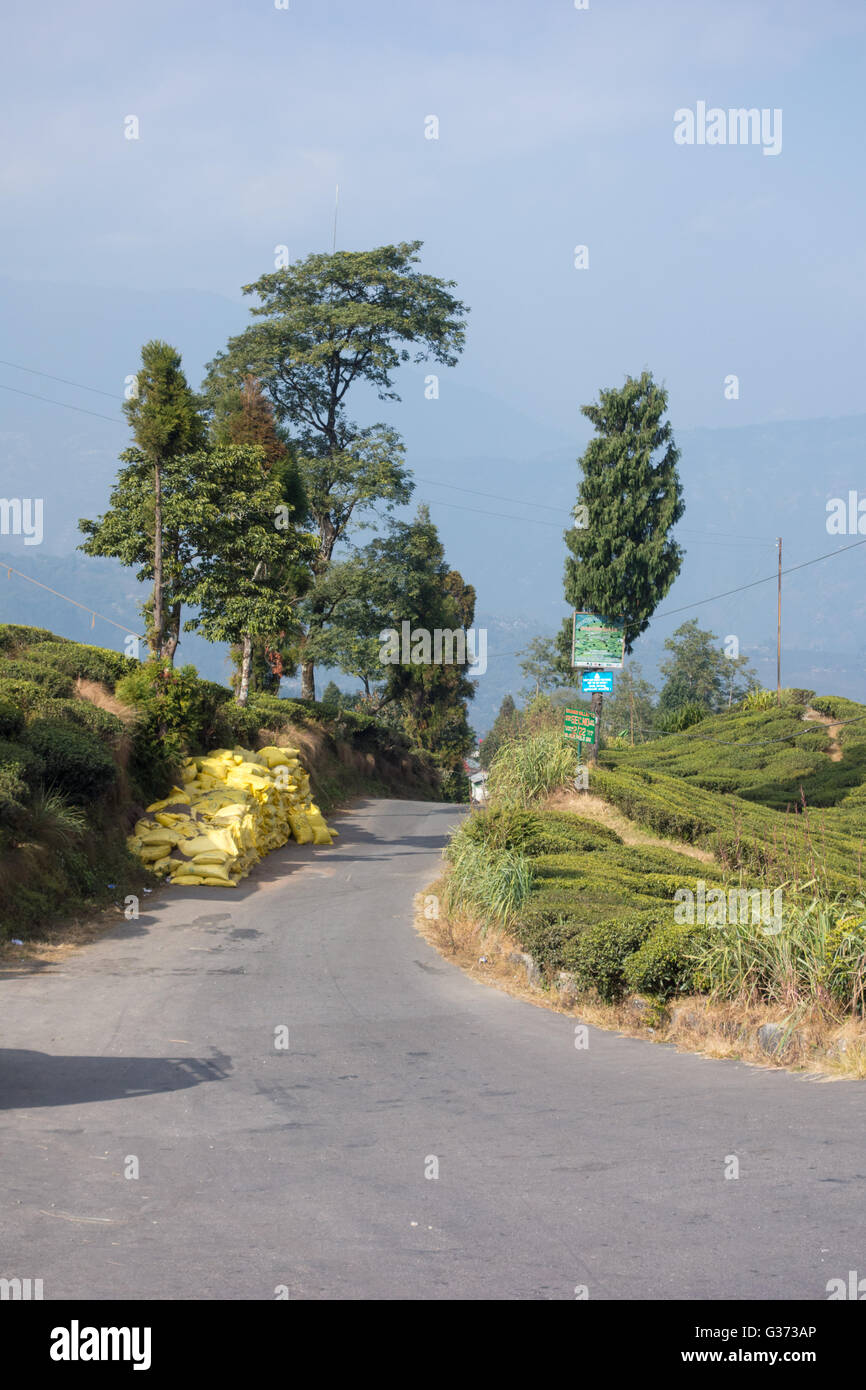 Schmale Bloomfield Road führt zu den Steingarten in Darjeeling, Westbengalen, Indien Stockfoto