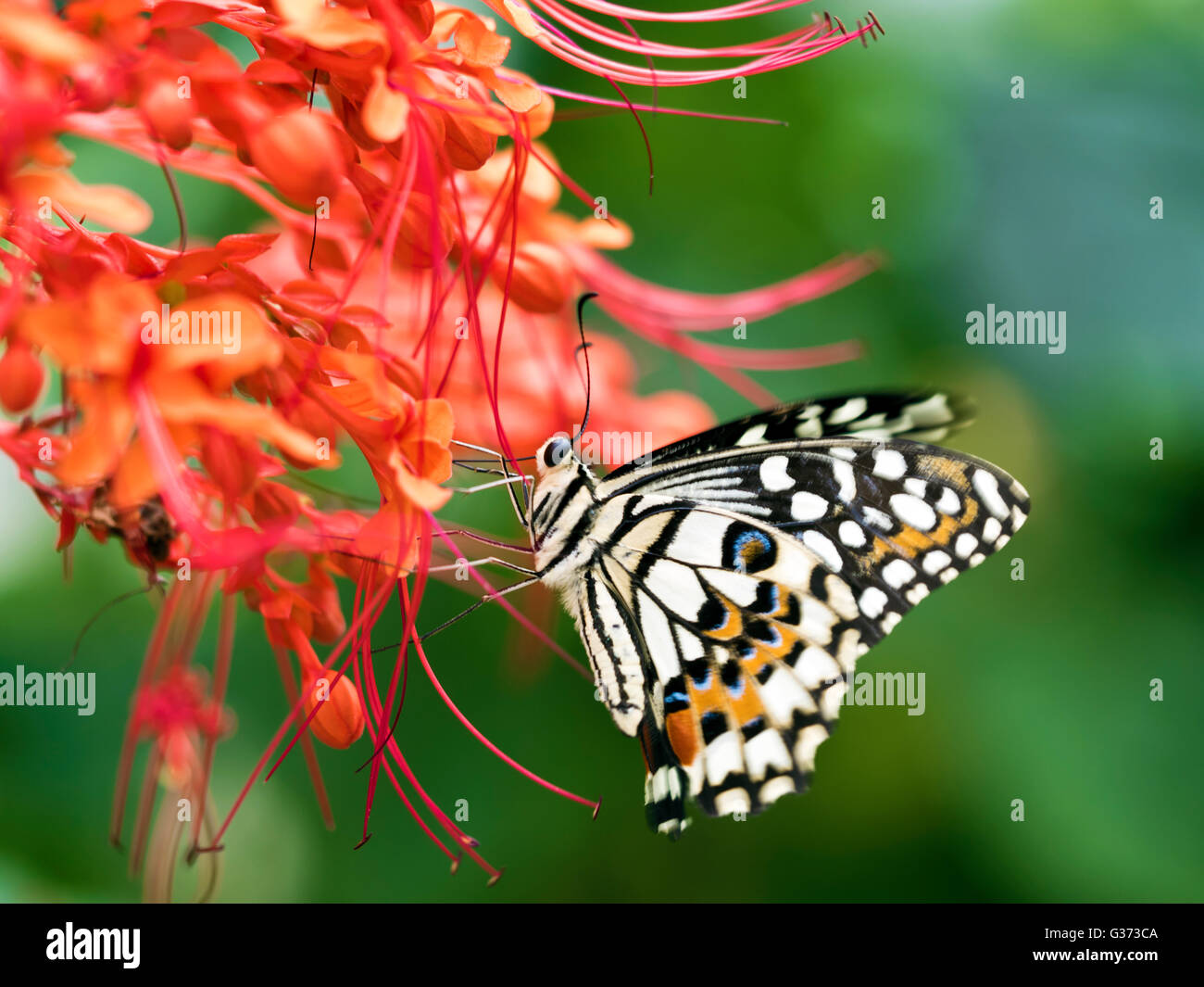 gemeinsamen Kalk Schmetterling rote Blüten, Papilio Demoleus Honig saugen Stockfoto