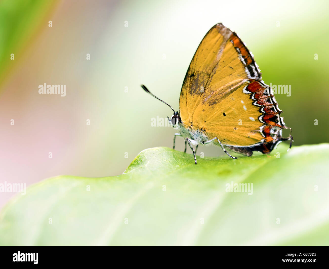 Schmetterling aus Taiwan (Heliophorus ila Matsumurae) roten Rand gelb Schmetterling Stockfoto