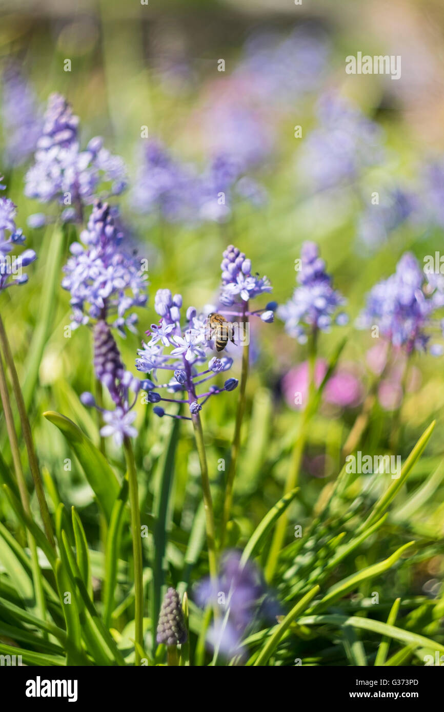 Biene, die Pollen von einer Gruppe von Muscari oder Trauben Hyazinthe Blumen sammeln Stockfoto