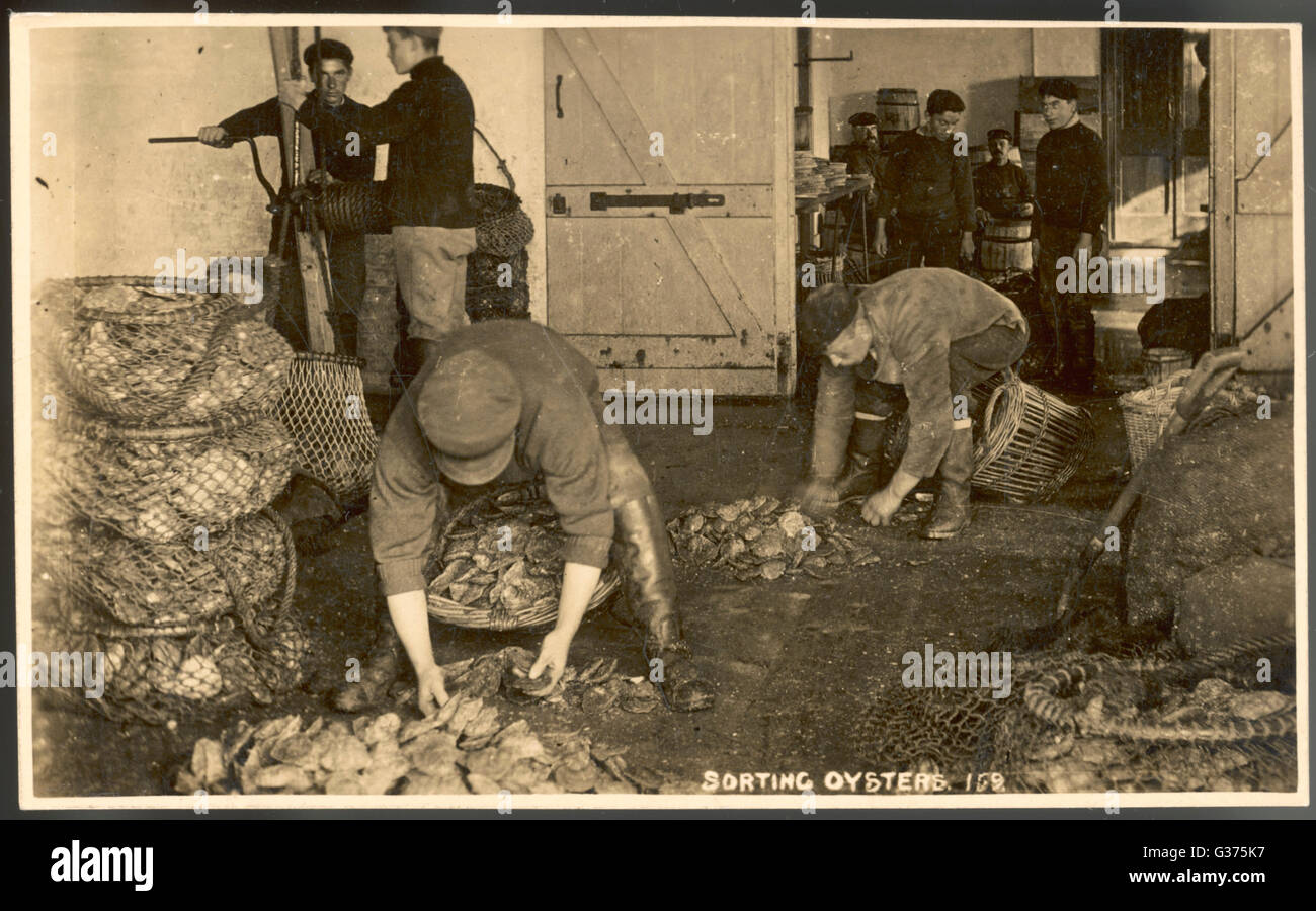 Auster Sorter Austern sortieren Datum: Anfang des 20. Jahrhunderts Stockfoto