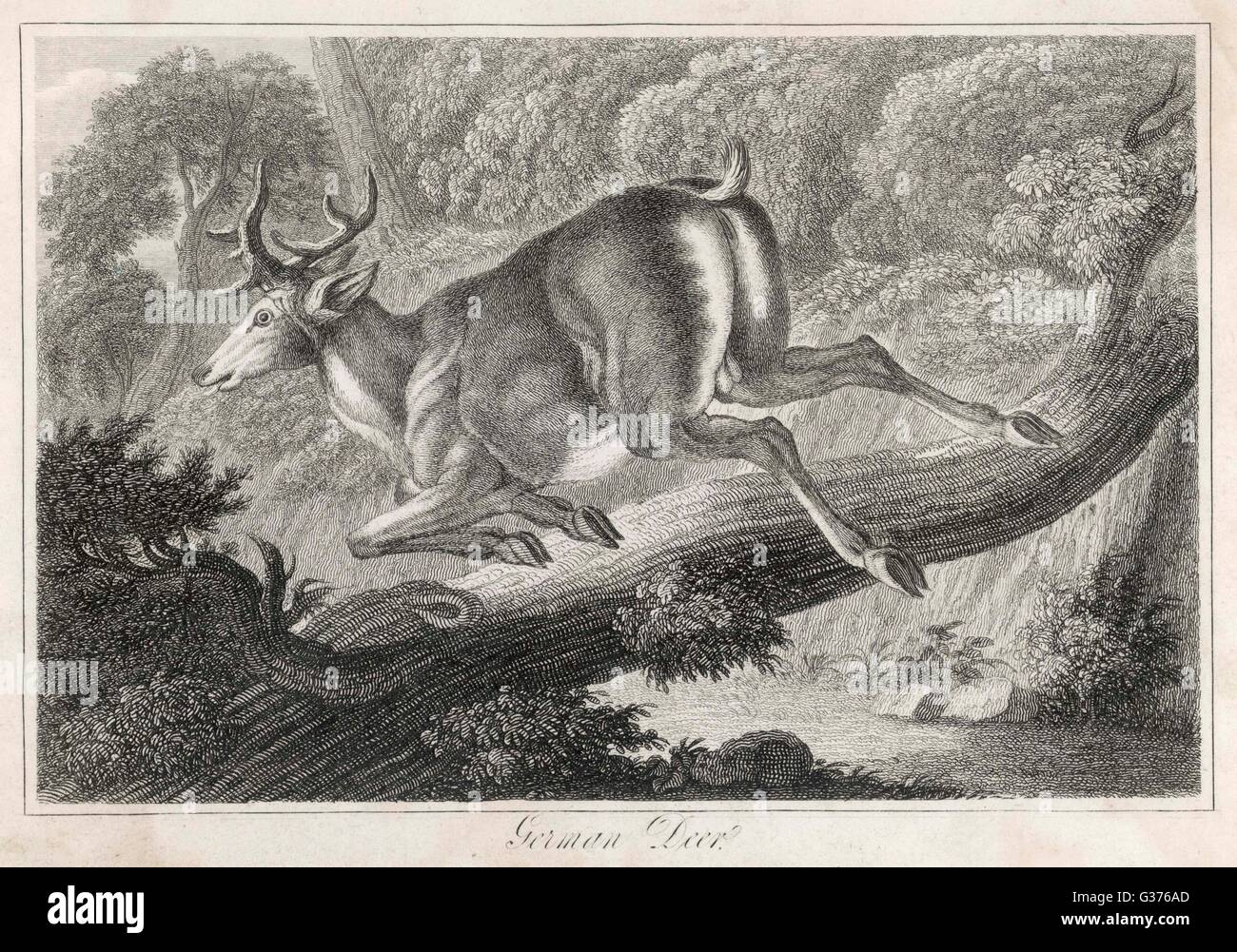 Ein deutscher Reh springt über einen Baumstamm Datum um 1820 Stockfotografie Alamy