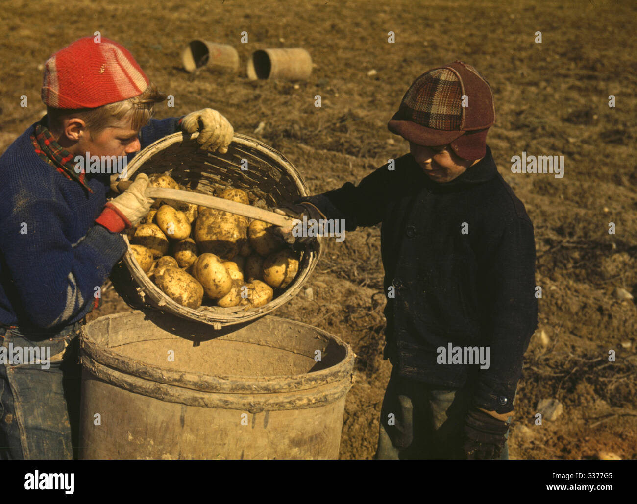 Kinder sammeln Kartoffeln auf einem großen Bauernhof in der Nähe von Car Stockfoto