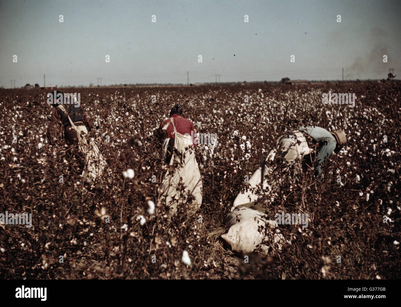 Tagesarbeiter pflücken Baumwolle in der Nähe von Clarksdale, Miss Stockfoto