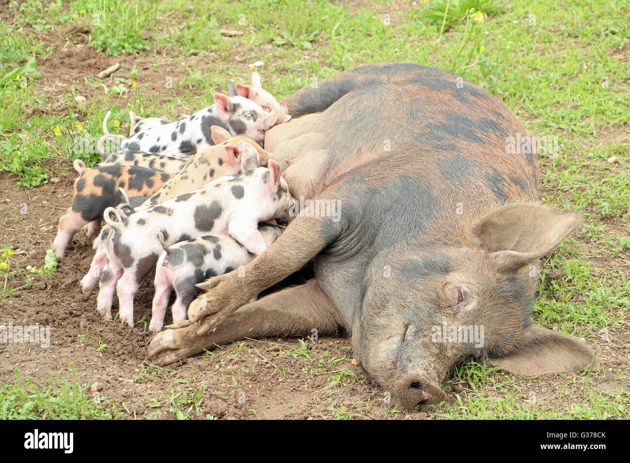 Mutter Schweine und Ferkel Stockfoto