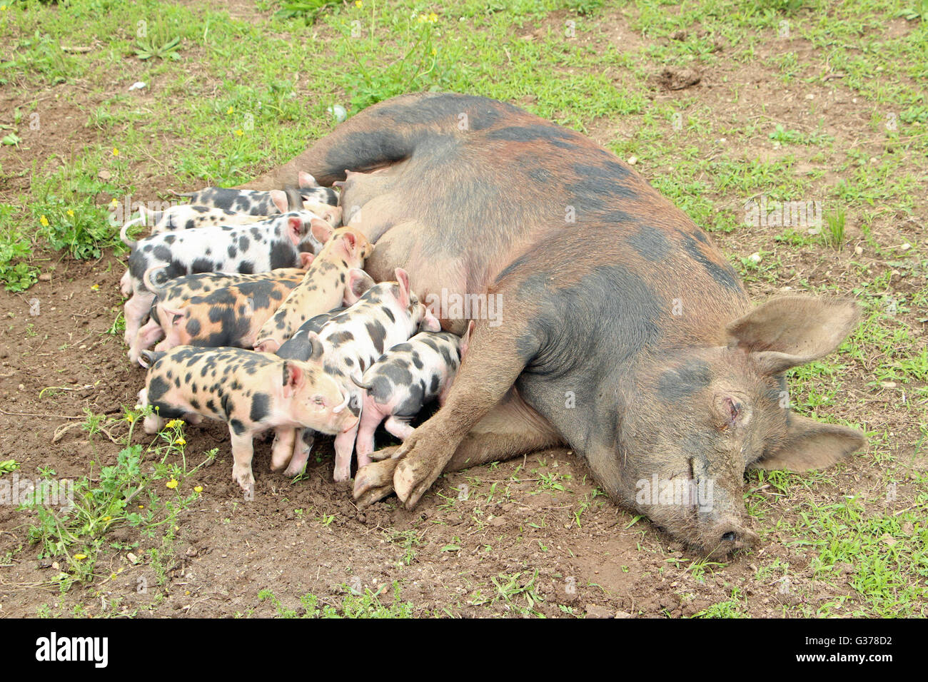 Mutter Schweine und Ferkel Stockfoto