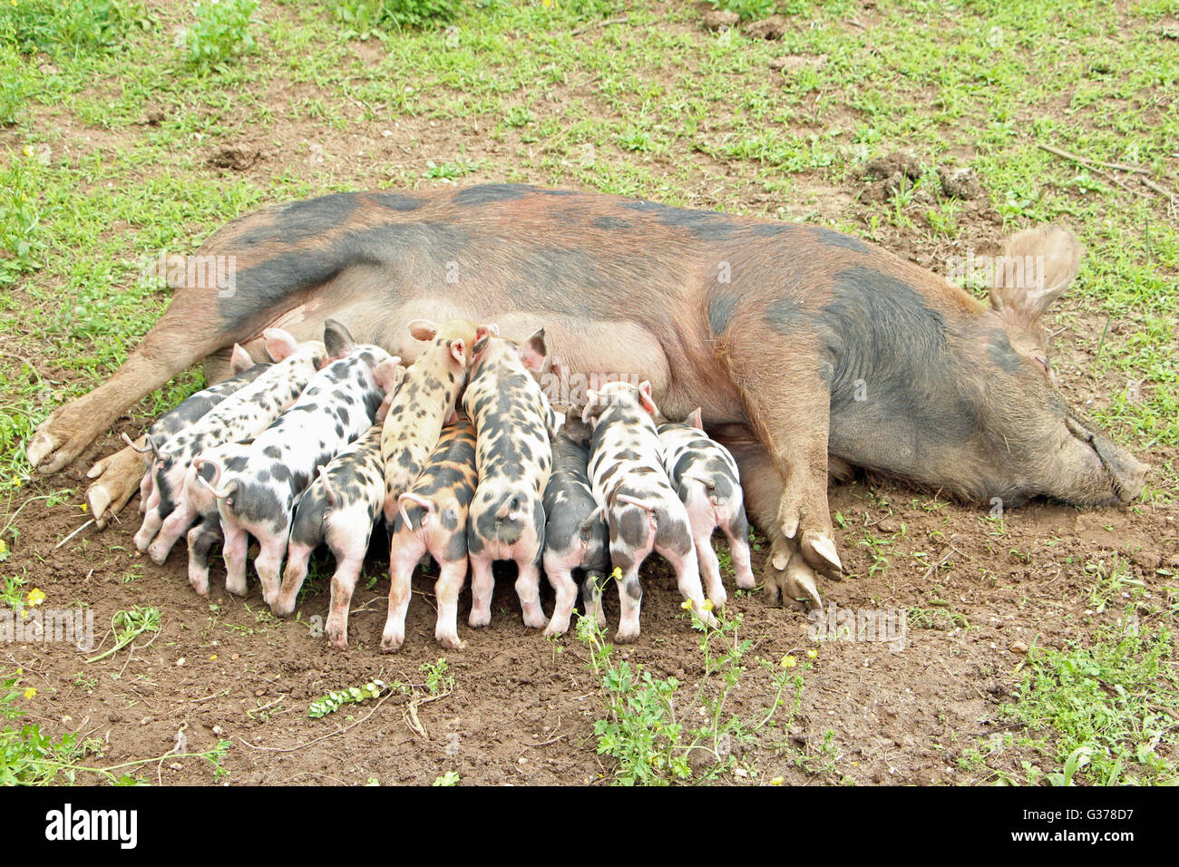 Mutter Schweine und Ferkel Stockfoto