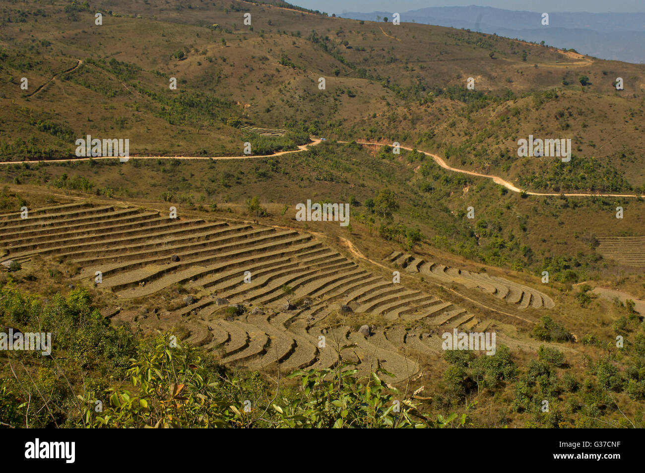 Asiatische Myanmar, Kengtung, Loimwe, Reisfelder im östlichen Myanmar. Stockfoto