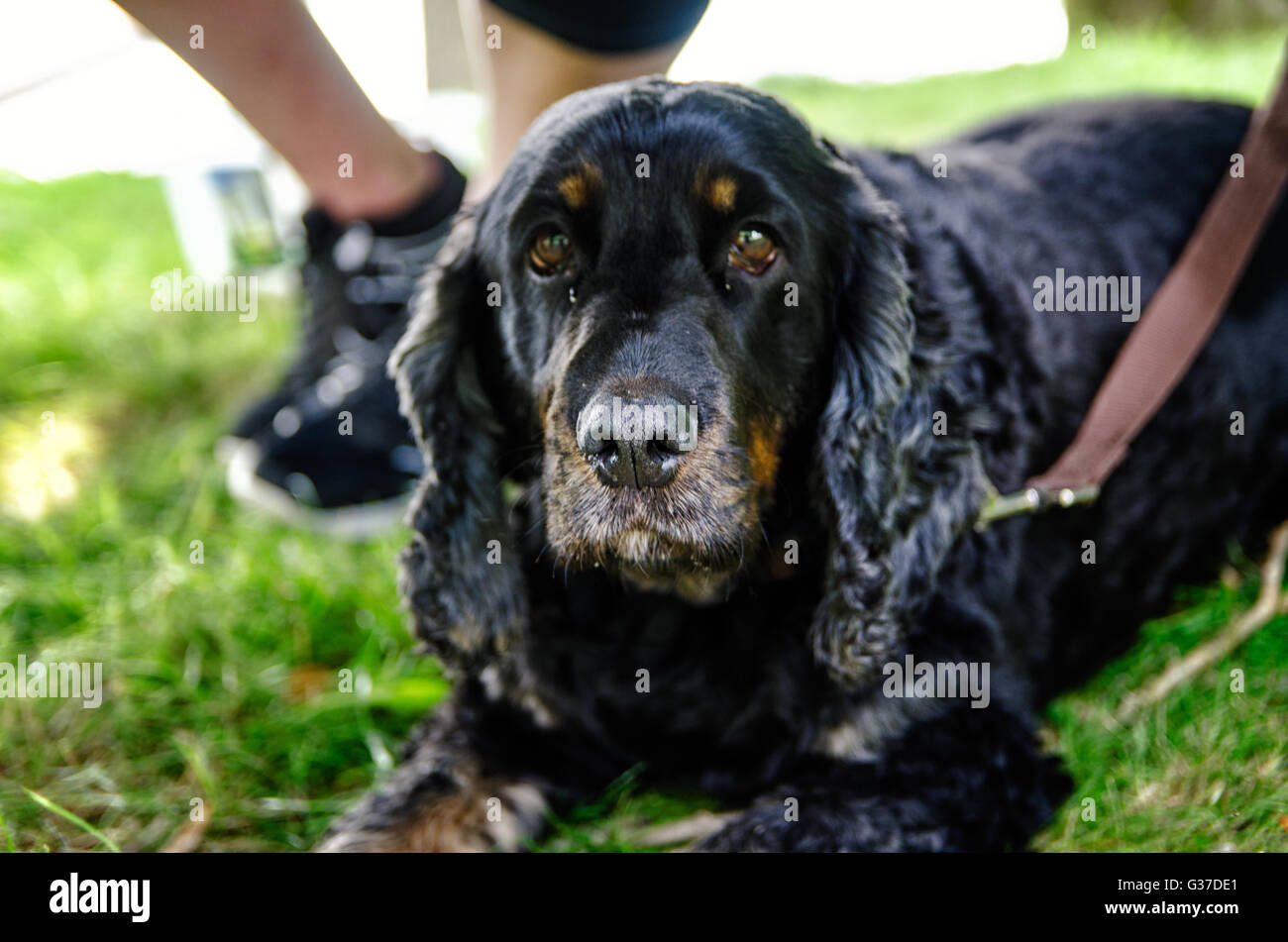 Hund im Freien in Landschaft, Cocker Spaniel, schwarz Stockfoto