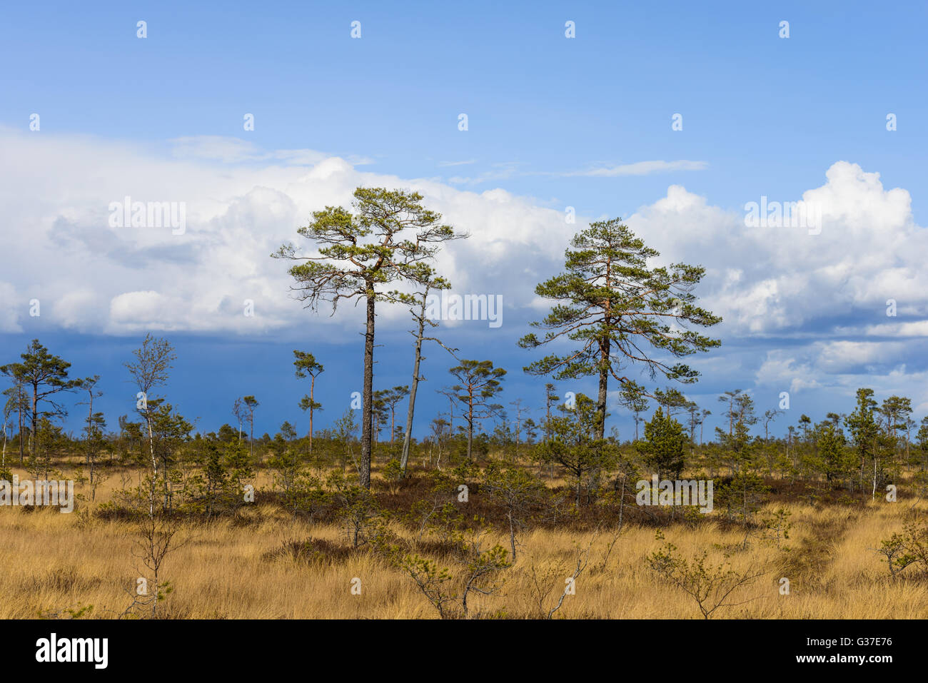 Moor-Landschaft in Soomaa National Park, Estland Stockfoto