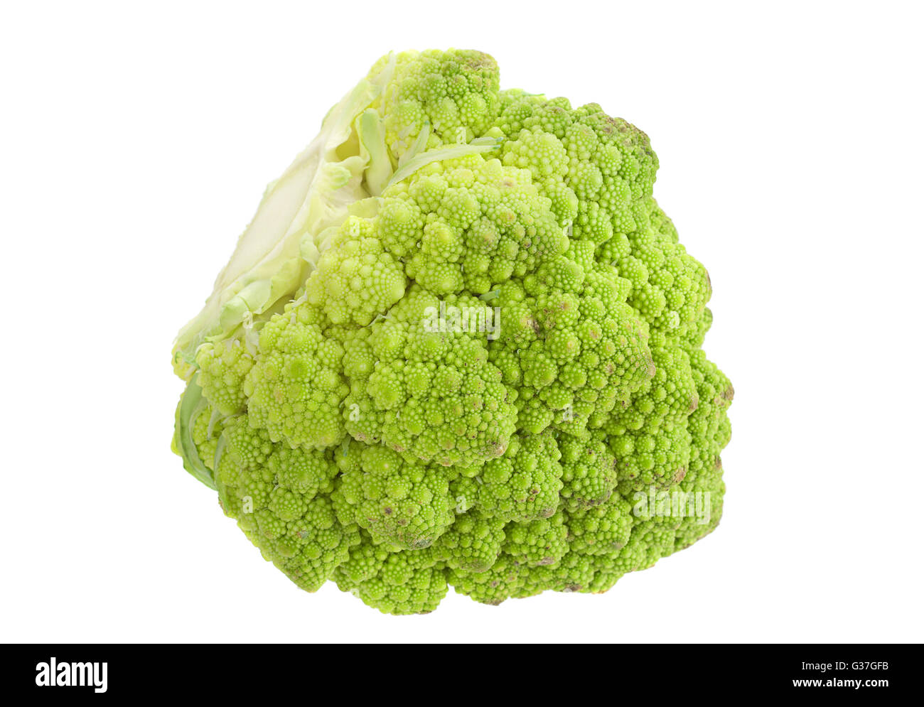 Romanesco Kohl Iolsted auf weißem Hintergrund Stockfoto