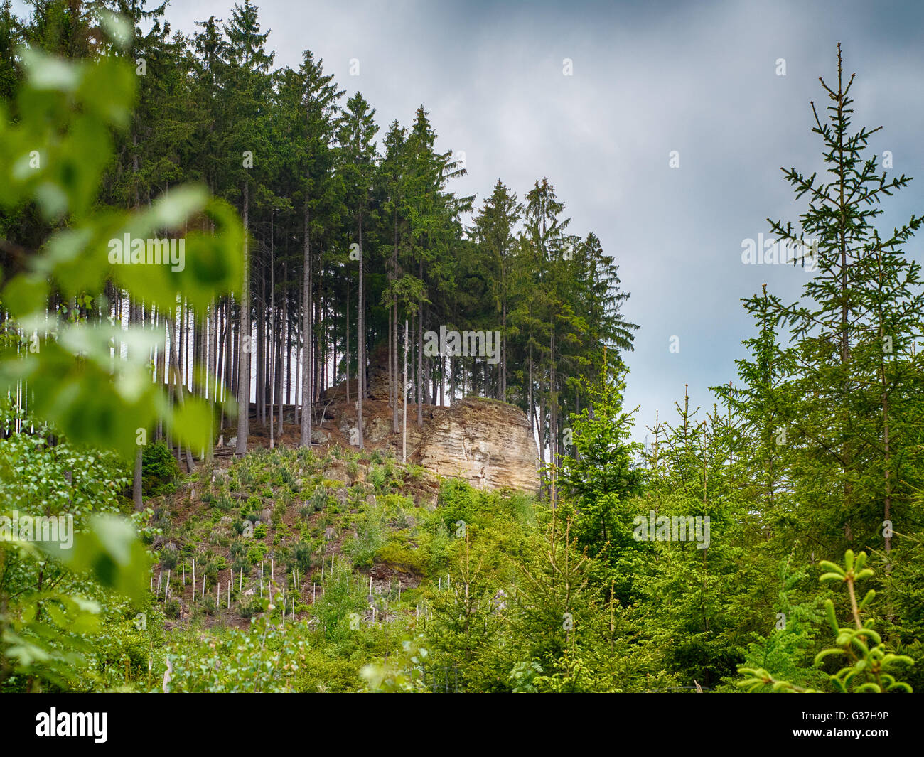 Berge-Landschaft mit Pinien Stockfoto