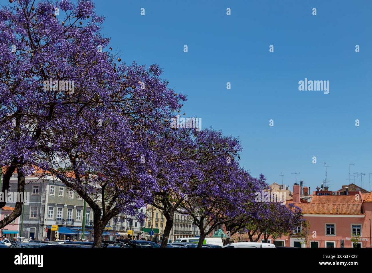 Jacaranda-Bäume in Blüte mit lila Blüten in Juwelierholdinge Stadt Stockfoto