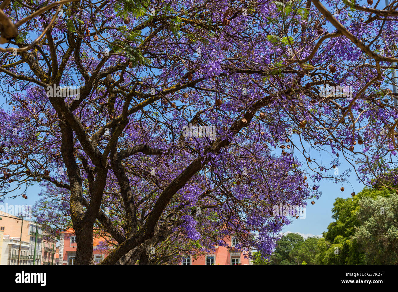 Jacaranda-Bäume in Blüte mit lila Blüten in Juwelierholdinge Stadt Stockfoto