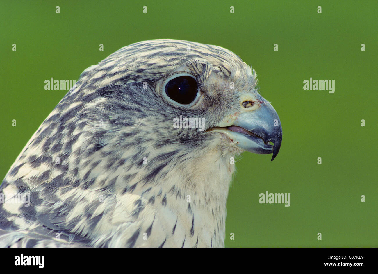 Porträt von einem Gerfalken Stockfoto