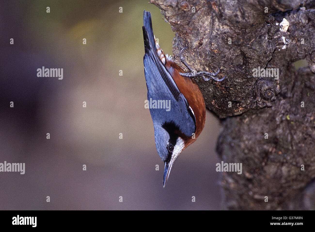 Das Bild der Chesnut bellied Kleiber (Sitta Cinnamoventris) wurde in Nainital, Indien aufgenommen. Stockfoto